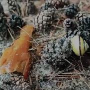 Мы По Лесу Шли И Грибок Нашли