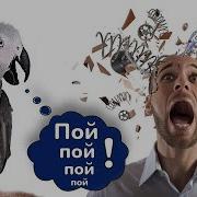 Попугай Будет Повторять