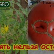 Вы Незаконно Чудовище