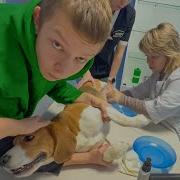 Брос Шоу Пет Шерлок Заболел