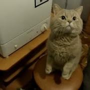 Кот Говорит Я Тебя Люблю Милое Видео