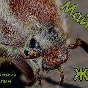 Майский Жук Веселые Детские Песни