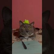 С Первым Сентября Котики
