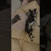 Derp Bros