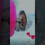 Милана Из Лайка
