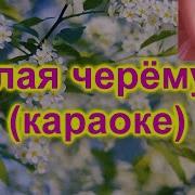 Черемуха Белая Караоке