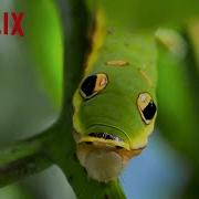 Mimicry