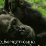 Мне Бог Дал Столько Много