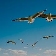 Энг Баланд Учадиган Кушлар Хакида