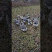 Гуси Вышли Погулять
