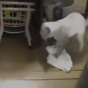 Ходют Тут Ходют Топчут А Мне Убирай