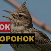 Манок На Сойку
