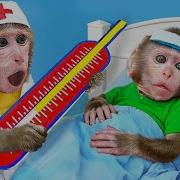 Monkey
