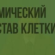 Химический Состав Организма