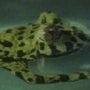 Далневосточная Жерлянка