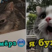 Говорящие Коты Лучшая Подборка 2020
