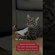 Говорят Что Этот Звук Должен Напомнить Котам Как Им Поклонялись В