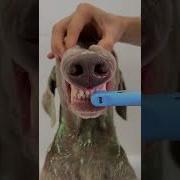 Мы Веселые Собачки Любим Мы Решать Задачки