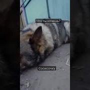 Чего Ты Хочешь Сосисочку