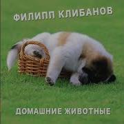 Филипп Клибанов Домашние Животные