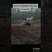 Бык Разорвал Коня