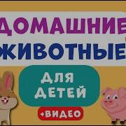 Энциклопедия Домашних Животных