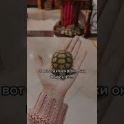 Черепашка Бедная Рублей