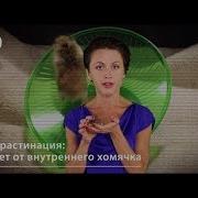 Тимонова Все Как У Зверей