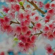 Весенние Мелодии Без Слов
