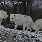 Виталиц Волк Стая 2004 Альбом