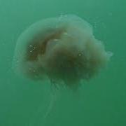 Submerge Astronaut Ape