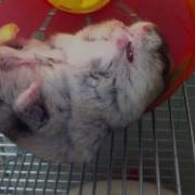 Хомяк Достает Еду Из Защечных Мешков