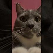 Я Кошак