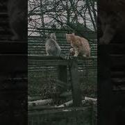 А Я Чёт Не Понял А Чё Ты Мне Тут Нервы