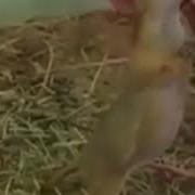 Прикол Спину Почеши