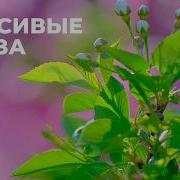 Красивые Глаза Саблиминал