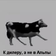Коксу 5 Грамм Польская Песня