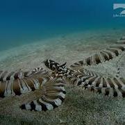 Mimicry