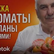 Помидоры Помидоры