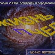 Метерлинк Жизнь Пчел