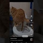 Кот Срет На Толчке
