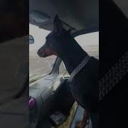 Доберман В Машине Где Мусора