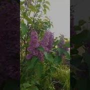 Попрошу Луну Нам С Тобой Помочь