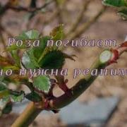 Роза Белая Иващенко