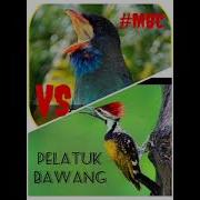 Greja Tengkek Buto 2 Menit