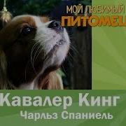 Кавалер Кинг Чарльз Спаниель