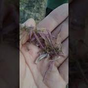 Зафарон Усимлиги Узбекистон
