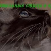 О Кошках Стихи