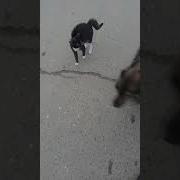 Я Домой Я Домой По Дороге Полевой Загуляла