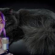 Юлия Щербакова Черный Кот